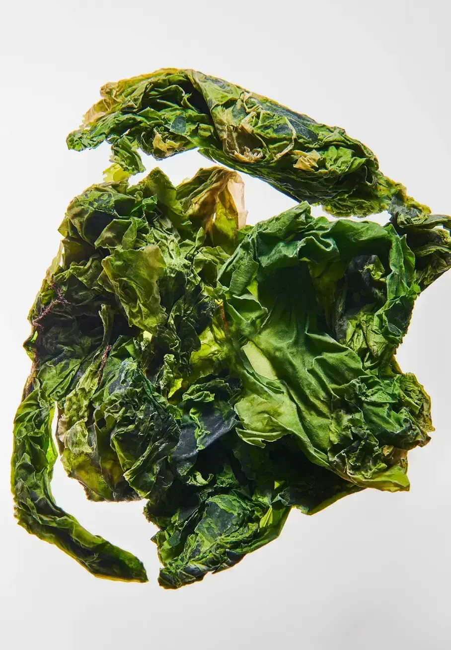 Alga - Image 2